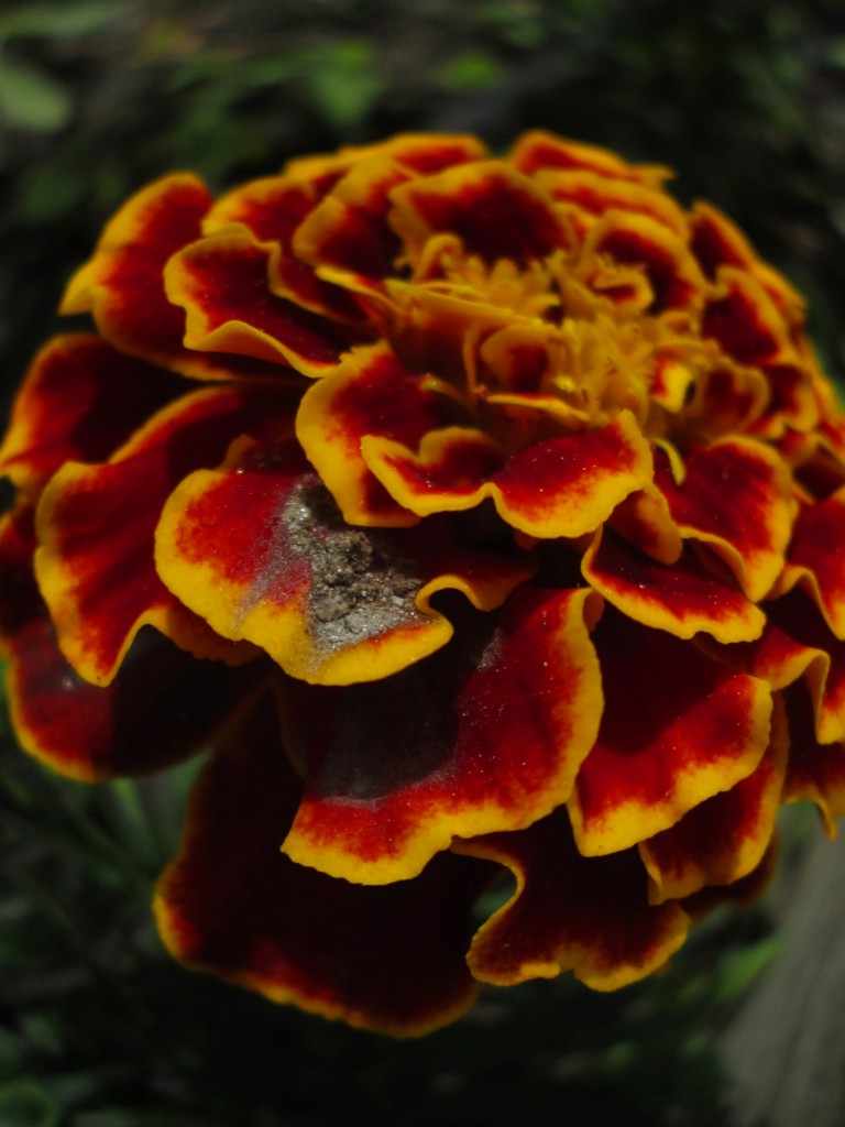 Marigold with dirt