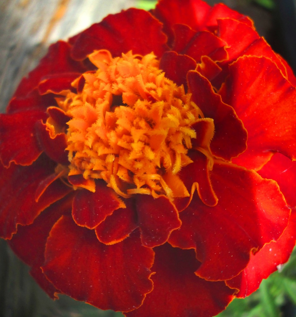 A marigold closup, with pestels